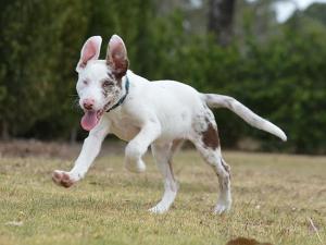 Blind Stevie needs a new home